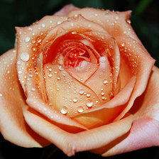 Схема вышивки «роза»