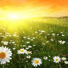 ромашки в солнечных лучах