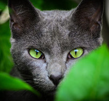 Схема вышивки «котик»