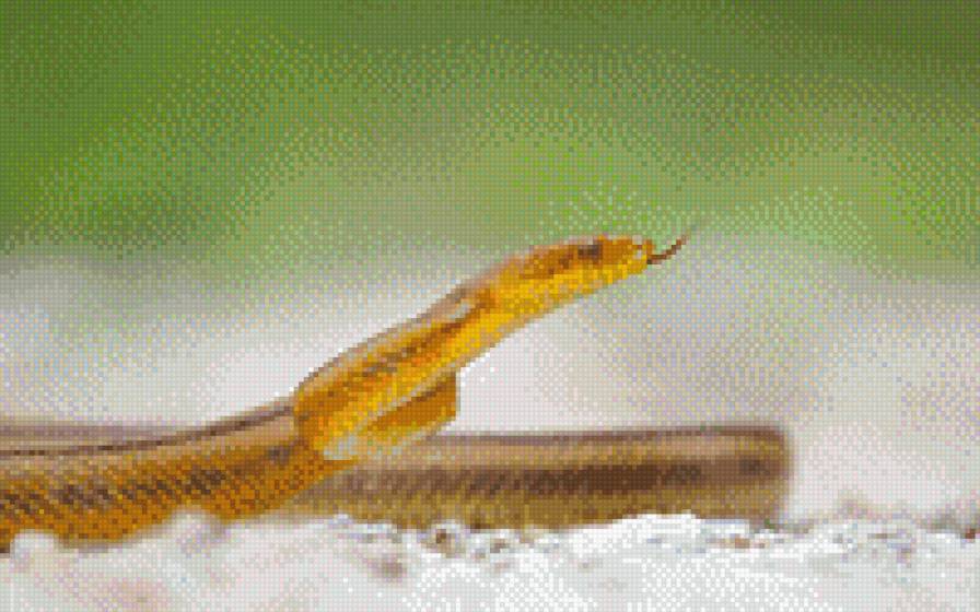 змея - змея, животные - предпросмотр