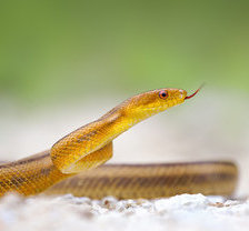 Схема вышивки «змея»