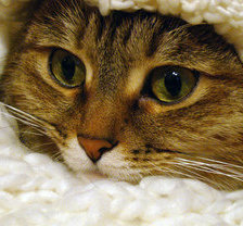 Схема вышивки «в тепле»