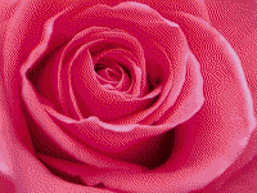 роза 2 - розы, цветы - предпросмотр