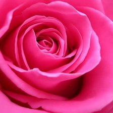 Схема вышивки «роза 2»