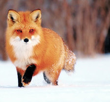 Схема вышивки «лиса»