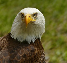 Схема вышивки «орел»