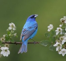 синяя птица