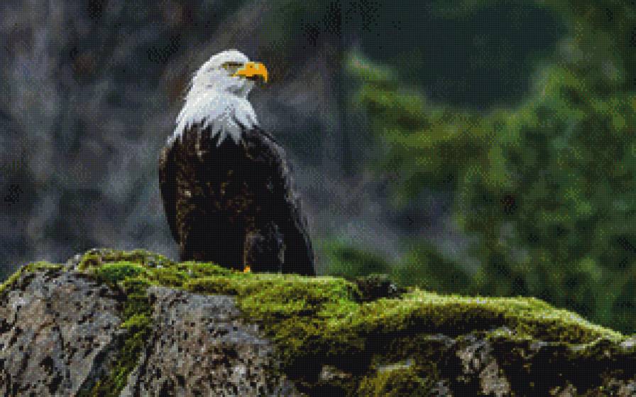 орел - птицы - предпросмотр