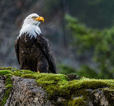 Схема вышивки «орел»