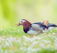Схема вышивки «утка»