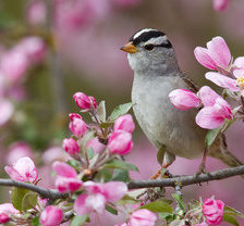 Схема вышивки «птичка»