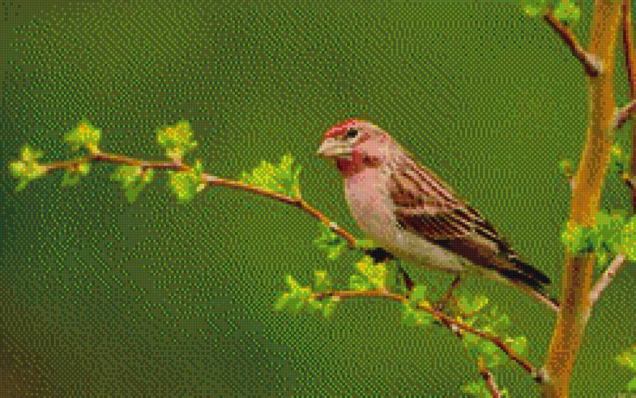 птица - птицы - предпросмотр