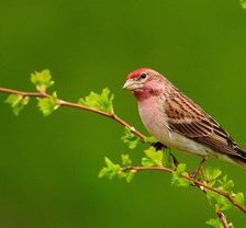Схема вышивки «птица»