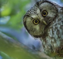 Схема вышивки «сова»