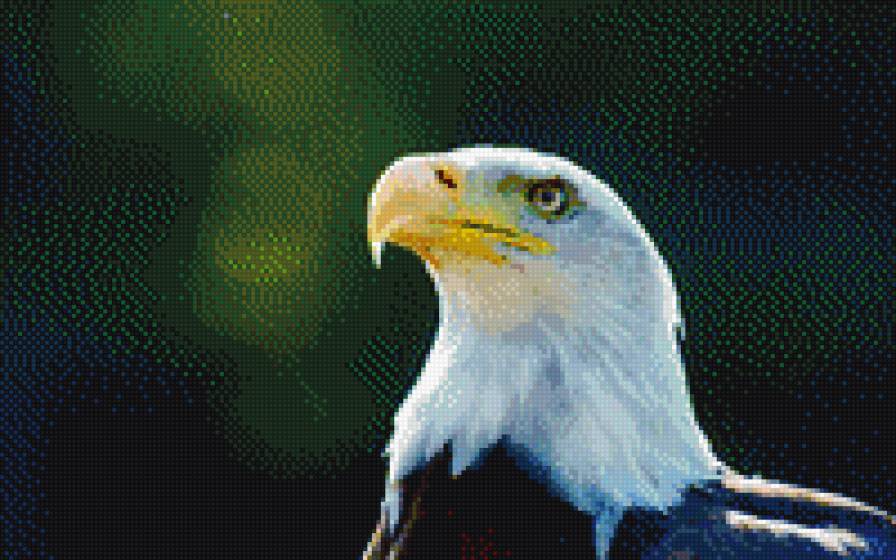 орел - птицы, орел - предпросмотр