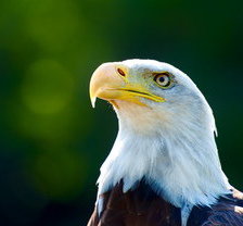 Схема вышивки «орел»