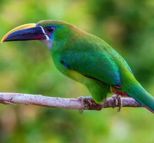 Схема вышивки «тукан»