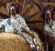 Схема вышивки «собака на сене»