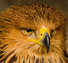 Схема вышивки «орел»