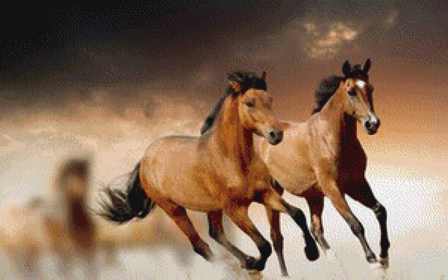 лошади - лошади, животные - предпросмотр