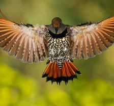 Схема вышивки «птица»
