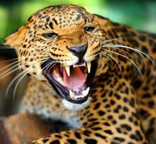 Схема вышивки «рык»