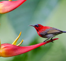 Схема вышивки «птица на цветке»