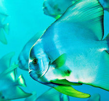 Схема вышивки «рыбки»