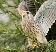 Схема вышивки «птица»