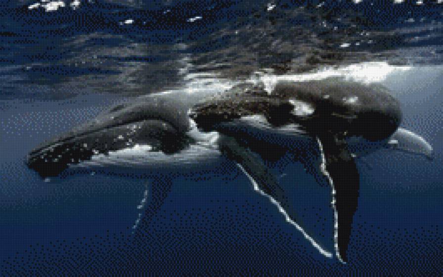 киты - морское - предпросмотр