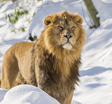 Схема вышивки «лев»