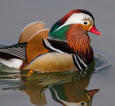 Схема вышивки «мандаринка»