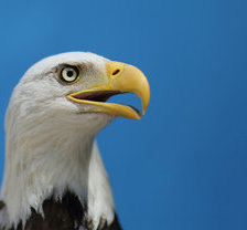 Схема вышивки «орел»