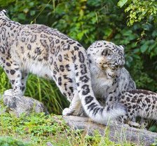 Схема вышивки «семья»