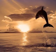 Схема вышивки «дельфин»