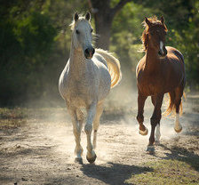 Схема вышивки «лошади»