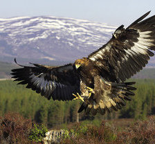 Схема вышивки «орел»