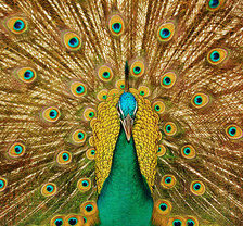 Схема вышивки «павлин»