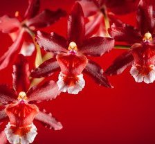 Схема вышивки «красные цветы»