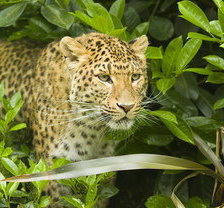 большая кошка