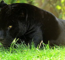 Схема вышивки «пантера»