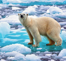 Схема вышивки «белый мишка»