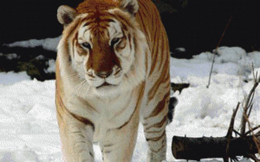 тигр - кошки, животные - предпросмотр