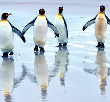 Схема вышивки «пингвины»