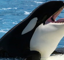 Схема вышивки «касатка»