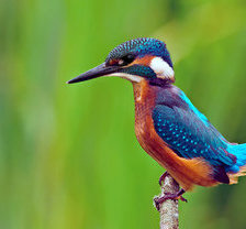 Схема вышивки «птичка»