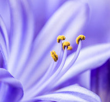 синий цветок