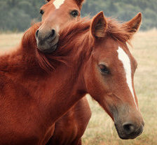 Схема вышивки «лошадки»