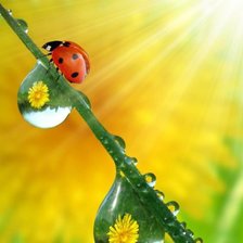 Схема вышивки «Роса»