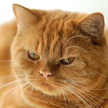 Схема вышивки «рыжий»